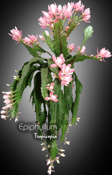 Cactus & Succulent - Epiphyllum - Orchid cactus